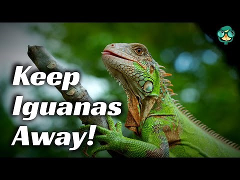 How to Keep Iguanas Away | How to Get Rid of Iguanas | Repel Iguana | Humane Iguana Control Methods!