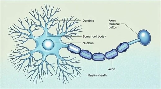 172K views · 3.3K reactions | “Inside every thought, every movement, every memory — a tiny hero fires. Here’s the nerve cell, the body’s lightning messenger ⚡易” #NerveCell #Neuron #ScienceFacts #BiologyClass #HumanBody #ScienceEducation #LearnScience #StudySmart #STEMLearning #SchoolN | NAL Vibes | Facebook