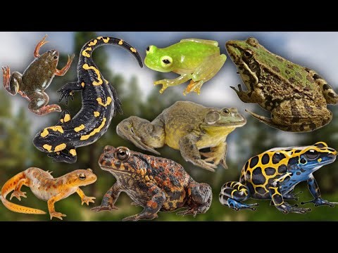 Learn Amphibians Names And Sounds In English | Amphibians Names And Sounds In English For Kids