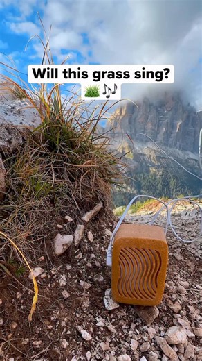 Grass music. 🌾🎶 Alpine grasses grow low to the ground, bending easily with wind, rain, and passing clouds. They respond quickly to their surroundings, moving as a collective rather than as individual plants. We found this grass growing high in the Dolomites and connected it to PlantWave, translating tiny electrical shifts in the blades into sound. You’ll hear deep grounding tones that rise and fall as the grass sways and settles, an earthy rhythm shaped by mountain air. A quiet mountaintop… ex