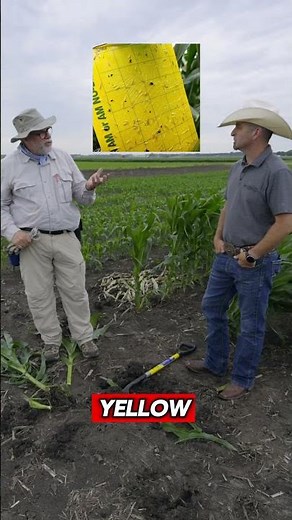 Ep. 4: The Watch talks Corn Rootworm Scouting with Dr. Spencer & Technical Agronomist Randy Niver.