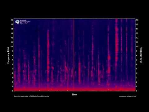 Killer whale vocalizations, 100 minutes - MOO Antarctica