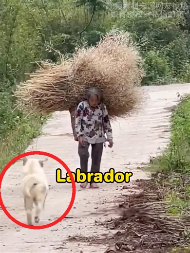 My Labrador Retriever loves grandma #dogs #pets #grandmaster