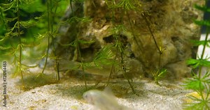 Small silver carps swim above ground in aquarium and eat green hornwort