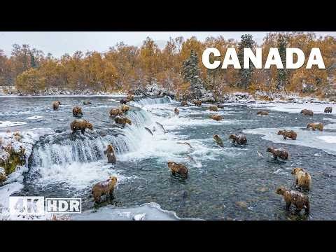 CANADA SAUVAGE | Le Royaume des Géants qui Dominent la Nature | Documentaire animalier