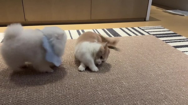 Munchkin cat and Pomeranian play chase in Shanghai, China