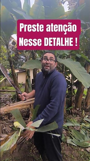This YES The Secret of the BANAN TREE