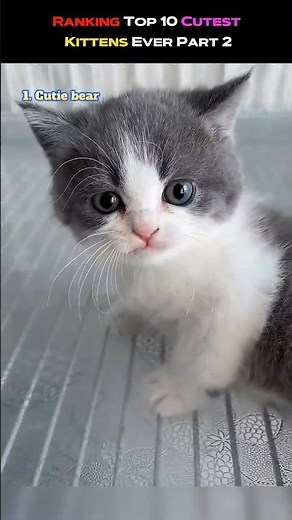 Ranking Top 10 Cutest Kittens Ever Part 2 #CuteCats #CatLovers #FunnyCats #ViralKittens #BabyCats