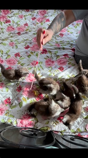 cute Maine coon kittens❤️ | Maine Coon cattery Allegiancelove