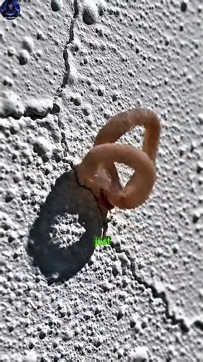 Why Lizard’s Tail Moves After It Falls Off! 😳 #facts #searchforsearch