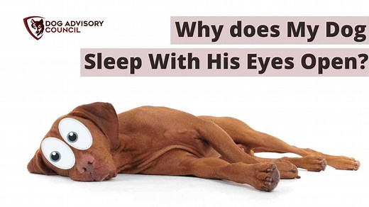 Why Does My Dog Sleep With His Eyes Open? (When To Worry) | Dog Advisory Council