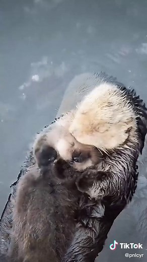 Caring for Baby Sea Otters: Keeping Them Warm