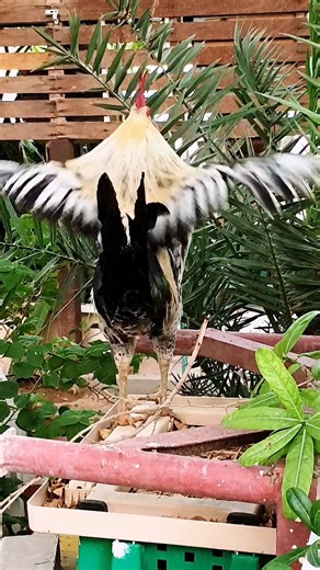 good morning my dear lovely viewers ♥️🌹 rooster crowing sound 🐓 murga ki awaaz