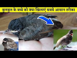 How to raise a baby bulbul, what to feed a baby bulbul, the easiest way?