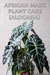 How to Take Care of Your African Mask Plant (Alocasia Polly)