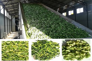 Industrial Continuous Mesh Belt Vegetable Dehydrator and Dryer