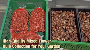 50 Mixed Flower Bulbs, Assorted Colorful Blooms for Spring, Mixed Daffodils, Allium, Iris & Hyacinths Flower Bulbs for Beds, Borders & Containers, Hardy Perennial Easy Fall Planting