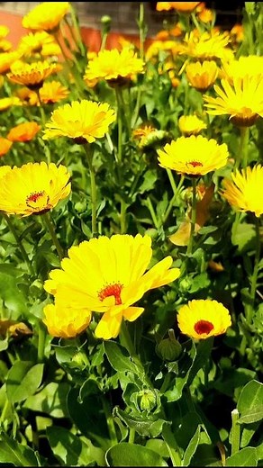 The Hidden Truth Behind Yellow Flowers