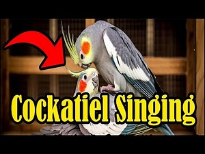Cockatiel Singing Various cockatiel sounds to encourage your cockatiel to sing COCKATIEL SINGING
