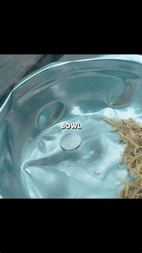 Bad Bunny to Perform at Super Bowl LX Halftime Show