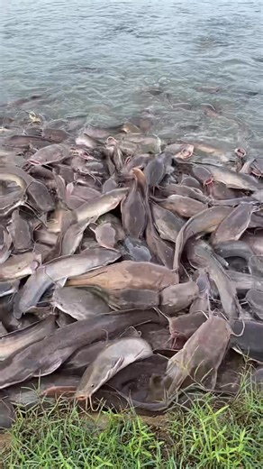 148K views · 2.9K reactions | What’s your favorite way to cook catfish?  #asfarmingph #farmph #farmingph #fishfarm #fishfarming #Hito #catfish #amjefarm | As Farming Philippines | Facebook