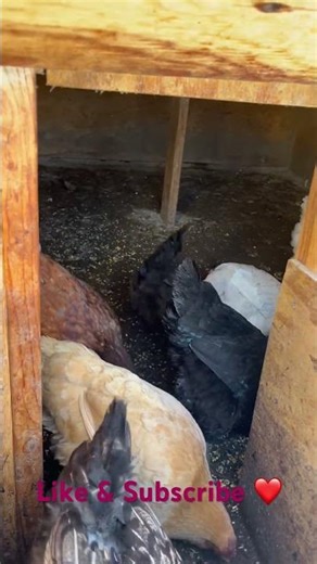 Morning routine with my chickens #chicken #freerangechickens #chickencoop