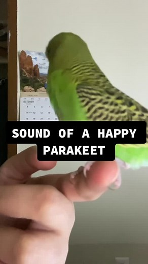 Understanding the Happy Sounds of Parakeets