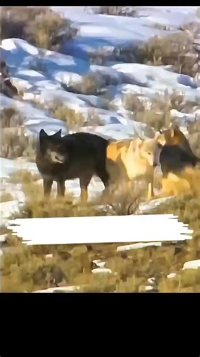 143K views · 1.4K reactions | White Wolf’s Choice: Survival, Mates, and the Yellowstone Pack #YellowstoneWolves #WolfPack #WildlifeTok #NatureDocumentary #PredatorAndPrey #WildlifeFacts #AnimalBehavior #WolfLove #AlphaWolves #NatureTok | Nature Lenx | Facebook