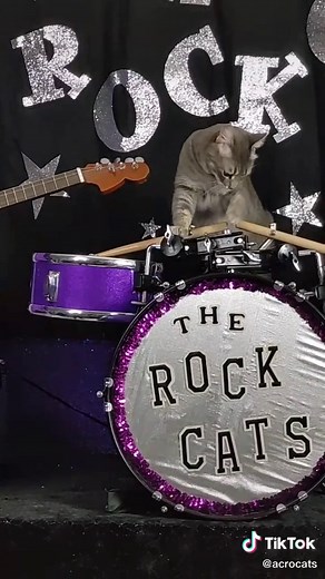 The Rock Cats: Talented Drumming Cats That Rock Your World