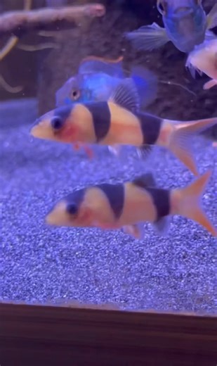 ECOAquariums isn’t just a store, it’s an experience. Every visit feels like stepping into a living gallery of colour, movement, and nature. Healthy fish, unique species, and the knowledge to help you build something amazing in your home. | EcoAquariums | Facebook