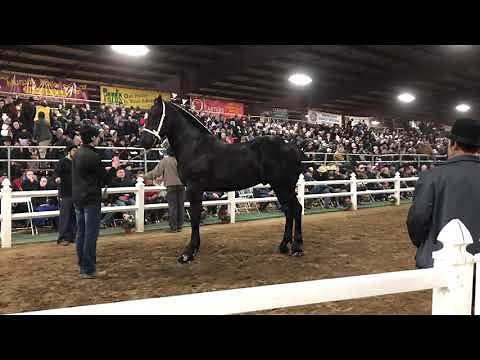 Percheron stallion sell for 41k at 2020 mid America draft horse sale. Gordyville