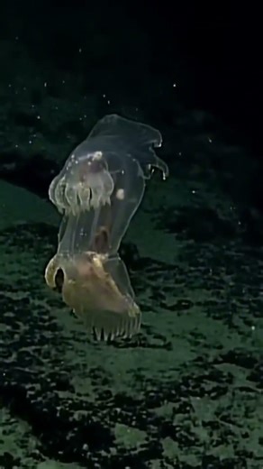 Amazing Cute Animals Make You Smile Instantly Part 11 #cuteanimals #animallovers #fish