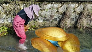 A giant purple clam, containing precious purple pearls that people yearn for. It's really beautiful | Xiaohuiya