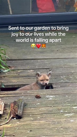 Gazing at the Kitchen Window: The Joy of Garden Foxes