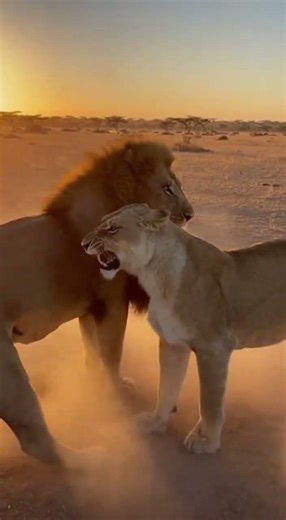 He Attacked the Cub… But Mom Was Watching 😳🦁”