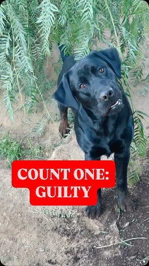 Gotta love a dog who digs… 🙄Franklin has never been a digger so this is a new (and frustrating) experience. Good thing he’s cute when he’s guilty!! #naughtypuppy #labradorretriever #blacklabrador #blacklabs | Franklin and Sullivan