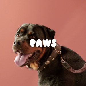 32 reactions | Just like Rocky, if your pet could talk... they’d ask for help with stress and anxiety. Whether it’s a plug-in or pheromone spray to balance their mood or a supplement that takes the edge off, we've got you and your pet covered. https://bit.ly/3rZdkJ1 | Petwell | Facebook