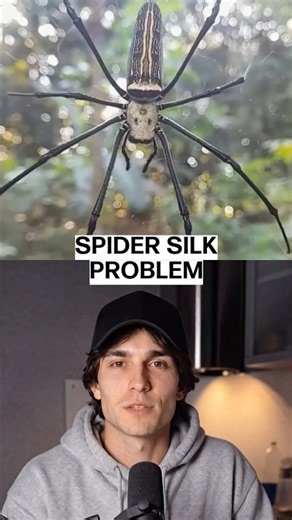 Spider silk faces scaling challenges despite its strength and #spidersilk #materialscience #biotech