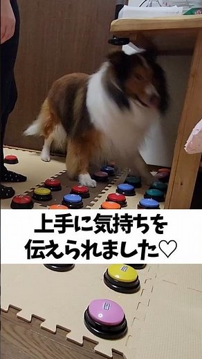 I managed to convey my feelings well ♡ [Dog that talks when you press the conversation button] #s...