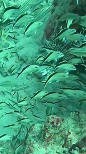 22K views · 104 reactions | Moray eel takes the lionfish #reelsvideoシ #spearfishing #spearfishingworld #viralreelsfb #followers | Amoricks vlog | Facebook