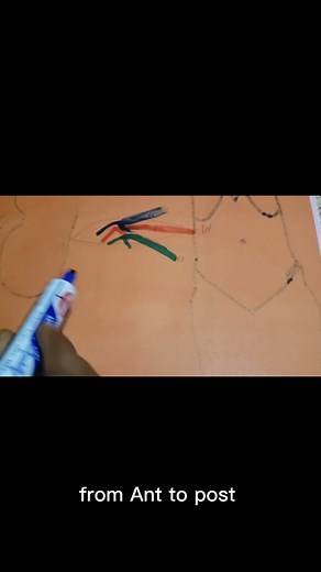 Position of Organs in the Porta Hepatis from Anterior to Posterior Direction, Helpful! #shorts