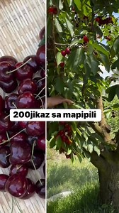 15K views · 201 reactions | Sige nga kung alam may biyaya k nu sika ti napilik | Maribel Jaca | Facebook