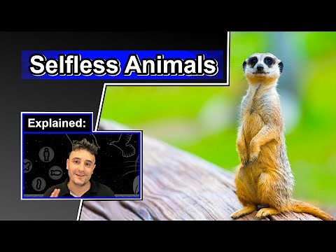 Why sacrifice yourself? | Altruistic Animal Behavior | Altruism 101