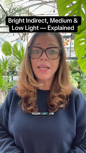 Understanding Light Levels for Houseplants
