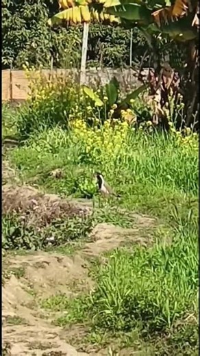 “The Alert Call of Red-wattled Lapwing – Nature’s Watchful Voice” @feel connected with nature