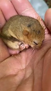 You'll want the sound on for this one, trust us 😍 ​ ​ This adorable little dormouse (or should we say snoremouse?) was recently found in a nesting box in Teign Valley by our ranger team. It was in a state of deep sleep called ‘torpor’ to conserve energy. ​ ​ (By the way, our ranger team are licenced to handle dormice, so no need to worry 🙂)​ ​ Thanks to Ranger Luke for the video​ #Dormouse #TeignGorge #Mouse #NatureLovers #Dartmoor #MiceOfInstagram #Wildlife #WildlifePhotography #BritishWildli
