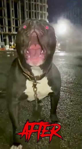 You Won’t Believe This Dog’s Transformation 😳🔥 | Before vs After!