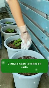1M views · 13K reactions | El método contra las plagas del huerto . . . . . . . . . . ¿Plagas en tu huerto? La cal viva puede ser tu mejor aliada. Este método natural ayuda a mantener alejados insectos y hongos sin dañar tus cultivos. te muestro cómo aplicarla correctamente para proteger tus plantas y mantener tu huerto sano #jardinería #gardening #garden #huerta | Jardineria Online | Facebook