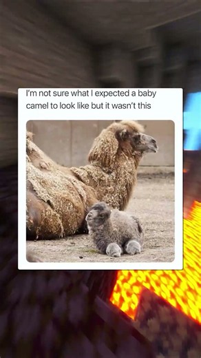 Cute Animal Memes