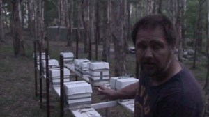 Splitting an Australian native beehive to make two hives